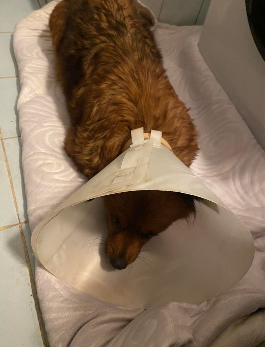 Schwarzer Hund mit hellen Pfoten auf rosa Handtuch - Datei: Fürge Bild.jpg